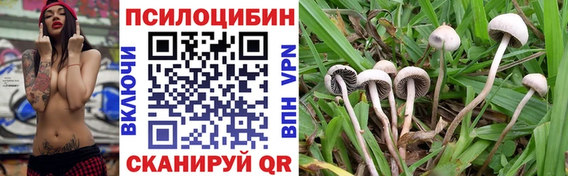 купить наркоту  Кропоткин  мориарти клад  Псилоцибиновые грибы Psilocybine cubensis 